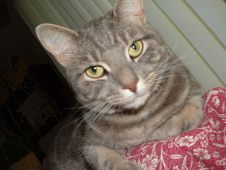 Picture of a cat / kitten / feline