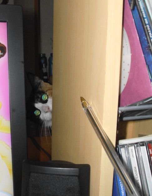 Picture of a cat / kitten / feline