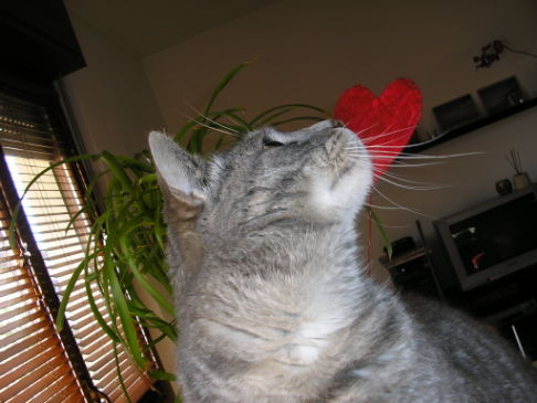 Picture of a cat / kitten / feline