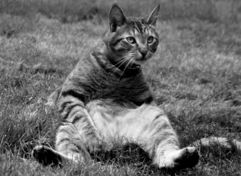 Picture of a cat / kitten / feline