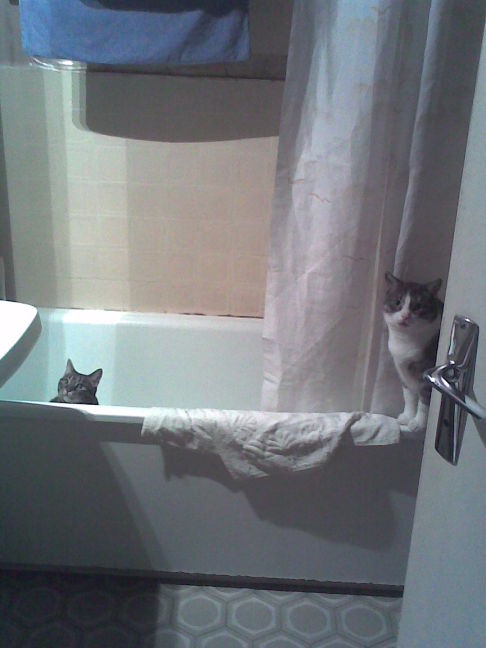 Picture of a cat / kitten / feline