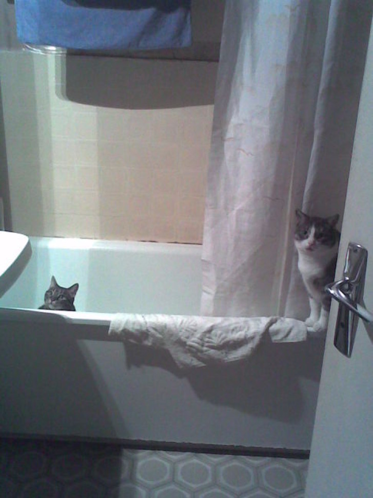 Picture of a cat / kitten / feline