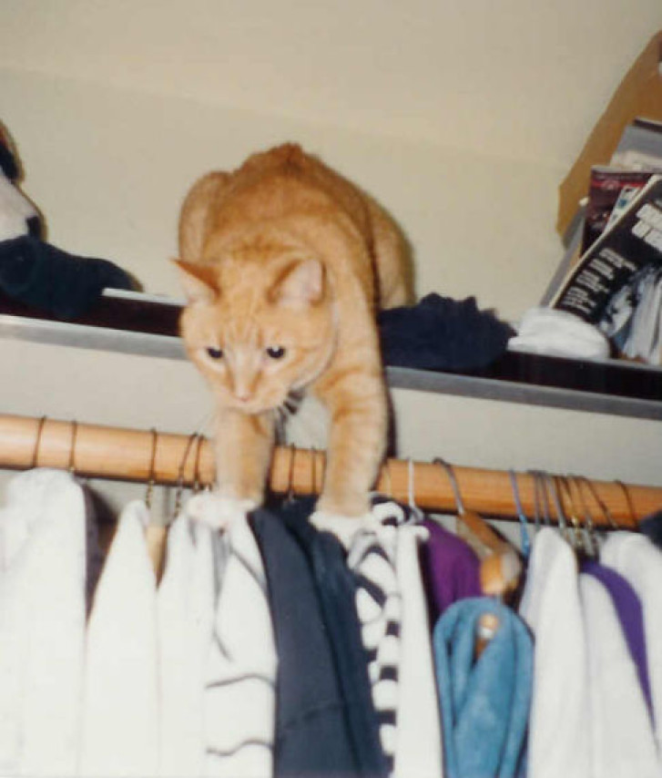 Picture of a cat / kitten / feline