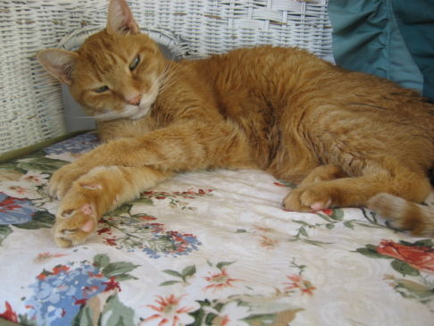 Picture of a cat / kitten / feline