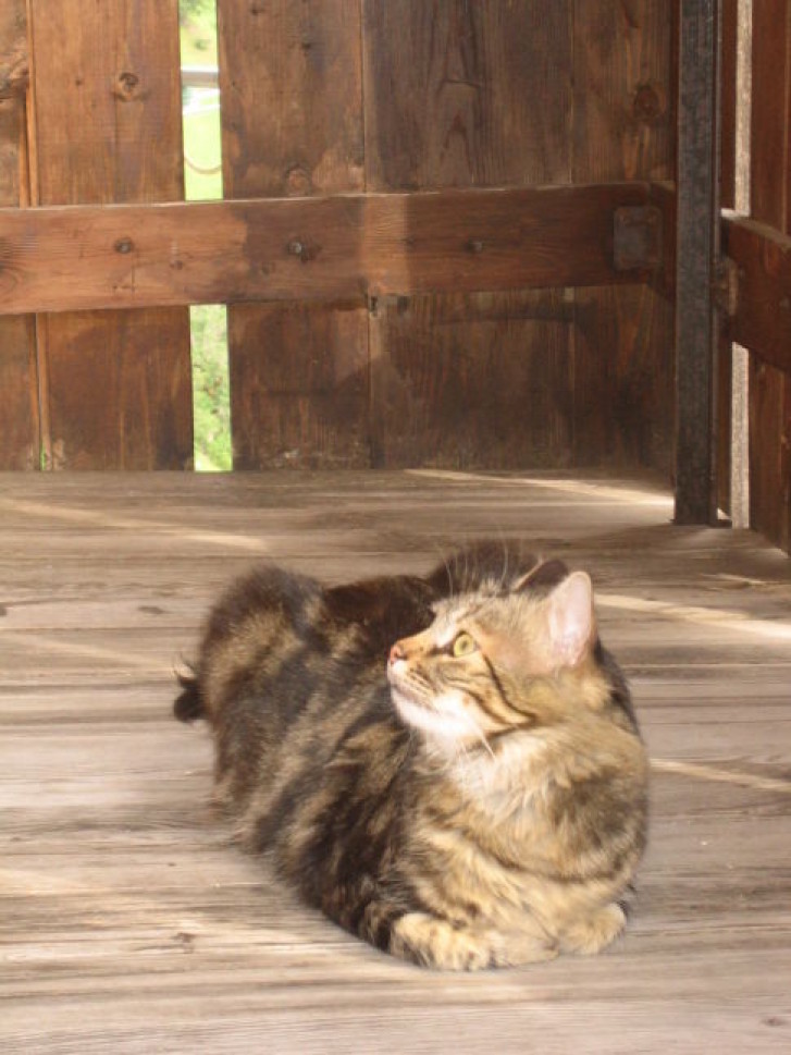 Picture of a cat / kitten / feline