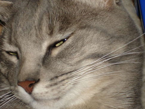 Picture of a cat / kitten / feline