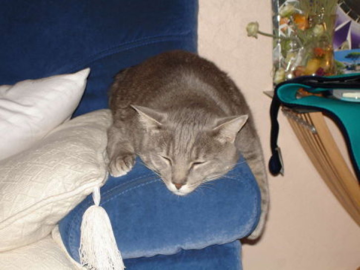 Picture of a cat / kitten / feline