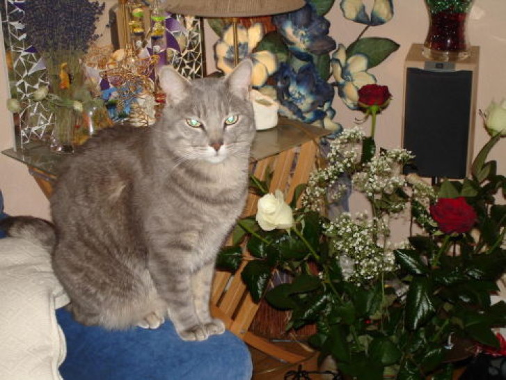 Picture of a cat / kitten / feline