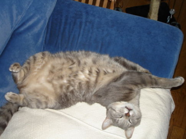 Picture of a cat / kitten / feline