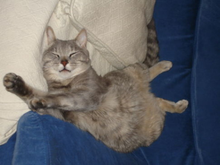 Picture of a cat / kitten / feline