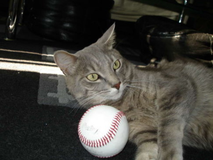 Picture of a cat / kitten / feline