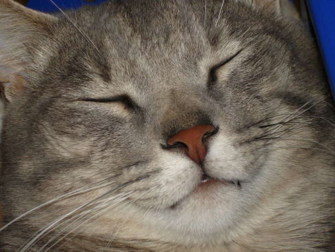 Picture of a cat / kitten / feline