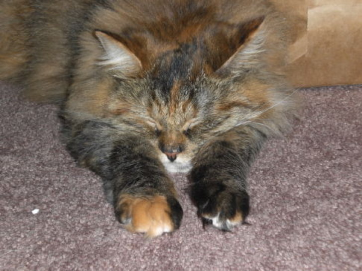 Picture of a cat / kitten / feline