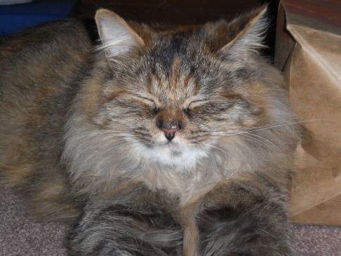 Picture of a cat / kitten / feline