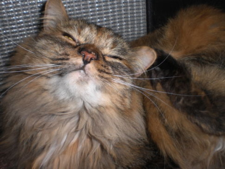 Picture of a cat / kitten / feline