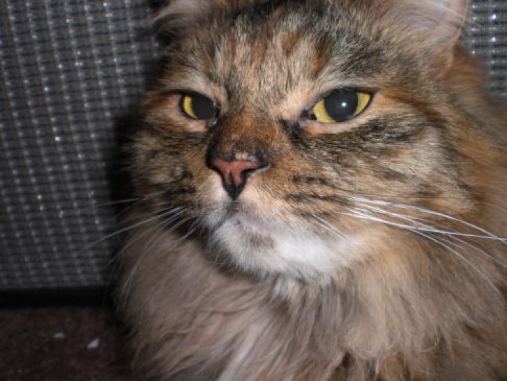 Picture of a cat / kitten / feline