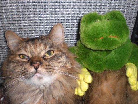 Picture of a cat / kitten / feline