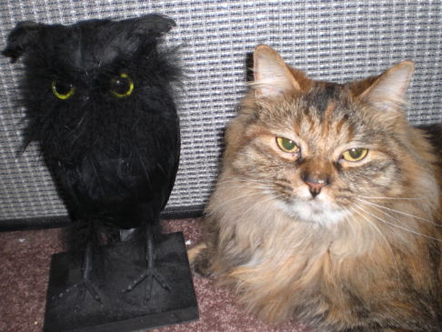 Picture of a cat / kitten / feline