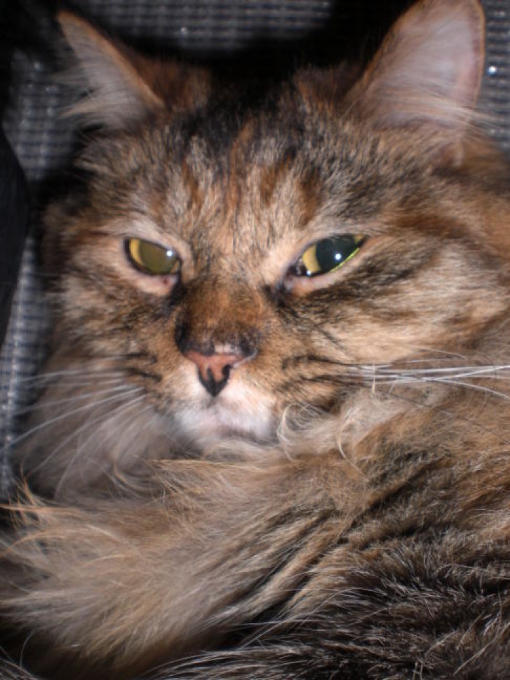 Picture of a cat / kitten / feline