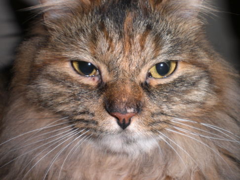 Picture of a cat / kitten / feline