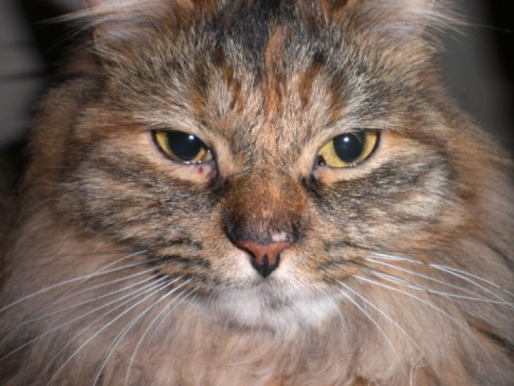 Picture of a cat / kitten / feline