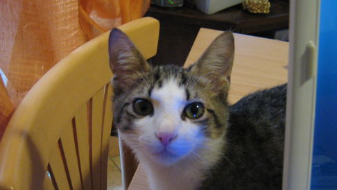 Picture of a cat / kitten / feline