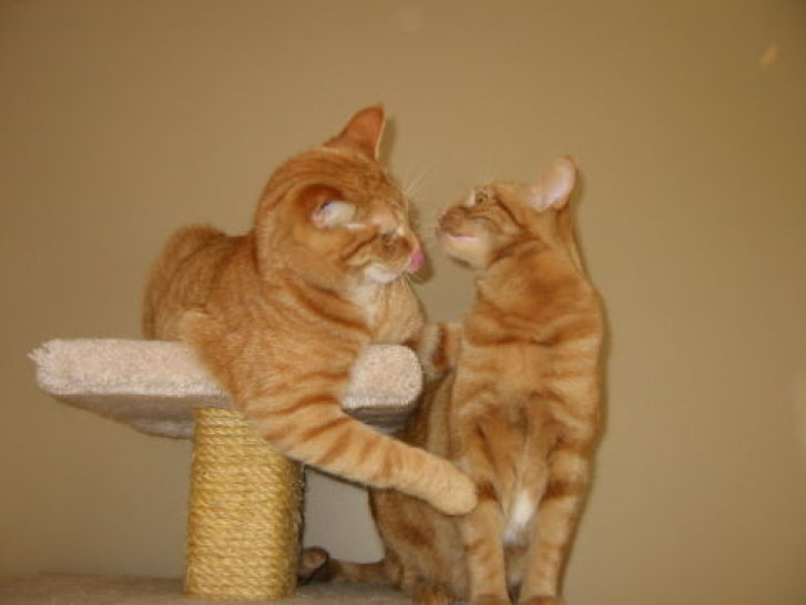 Picture of a cat / kitten / feline