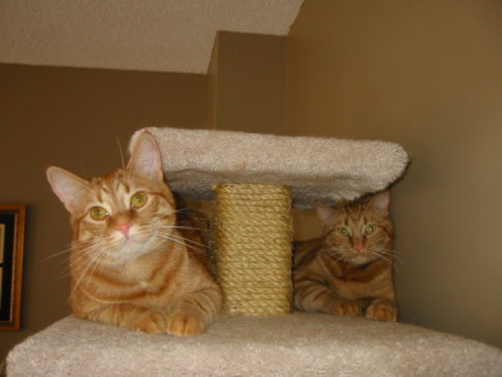 Picture of a cat / kitten / feline