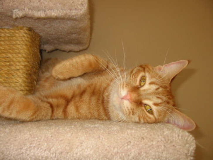 Picture of a cat / kitten / feline