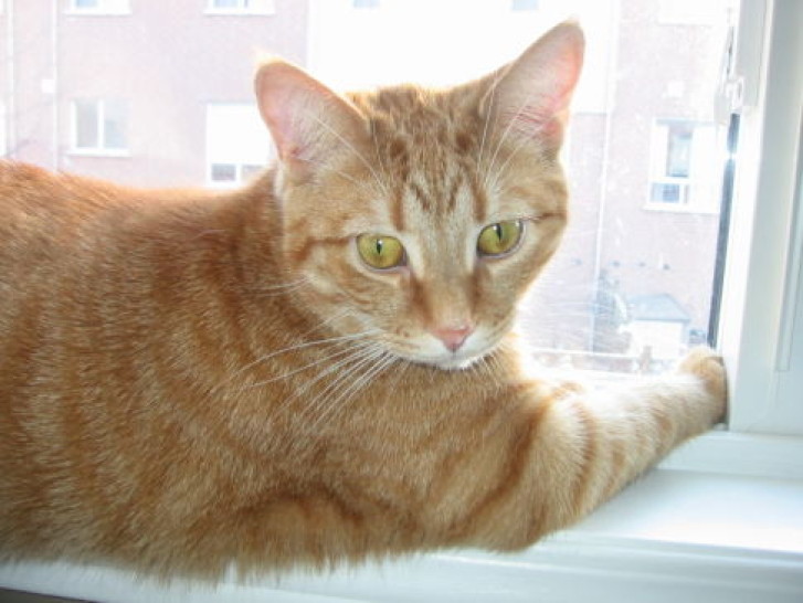 Picture of a cat / kitten / feline