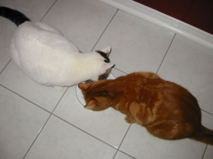 Picture of a cat / kitten / feline