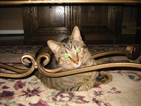 Picture of a cat / kitten / feline