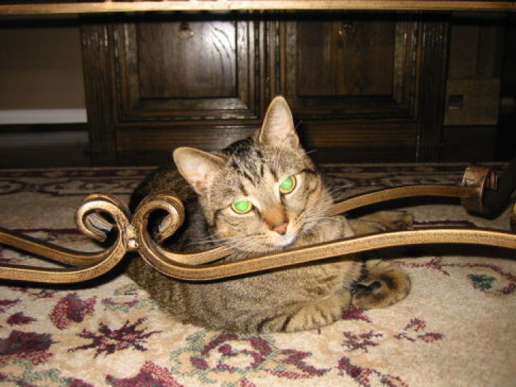 Picture of a cat / kitten / feline