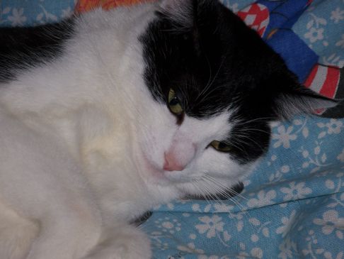 Picture of a cat / kitten / feline