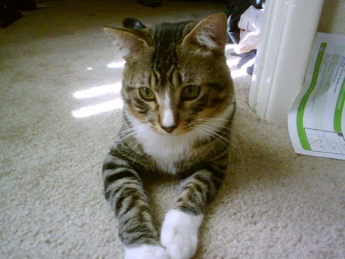 Picture of a cat / kitten / feline