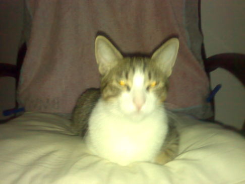 Picture of a cat / kitten / feline