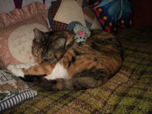 Picture of a cat / kitten / feline