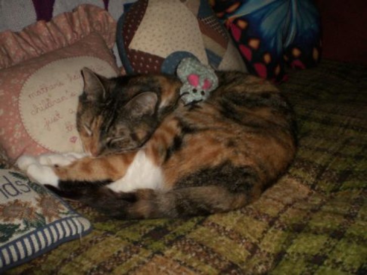 Picture of a cat / kitten / feline