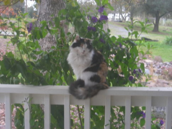 Picture of a cat / kitten / feline