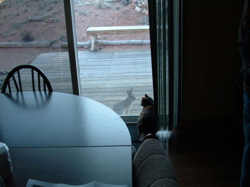 Picture of a cat / kitten / feline