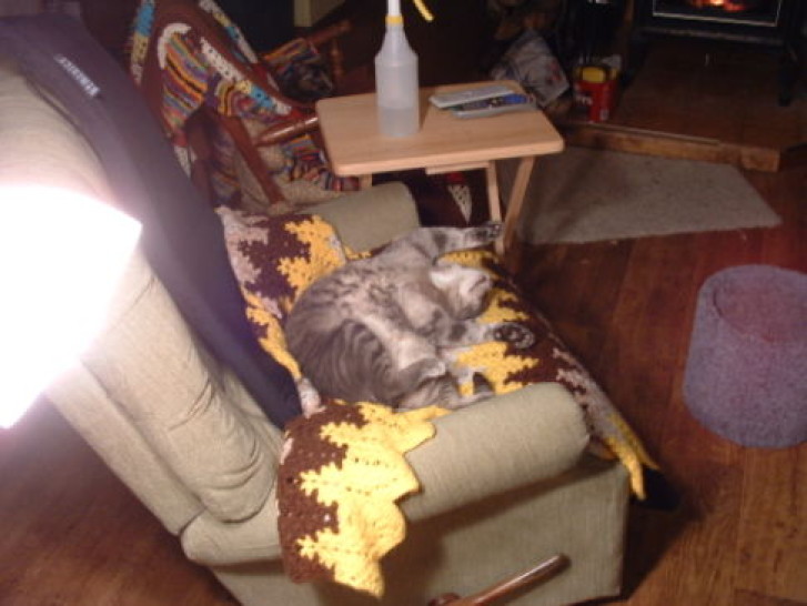 Picture of a cat / kitten / feline