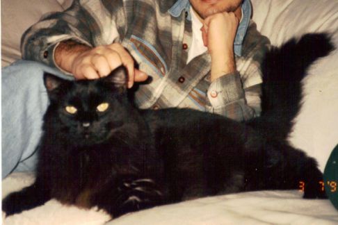 Picture of a cat / kitten / feline