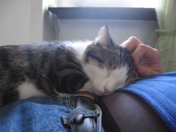 Picture of a cat / kitten / feline