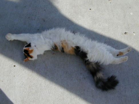 Picture of a cat / kitten / feline