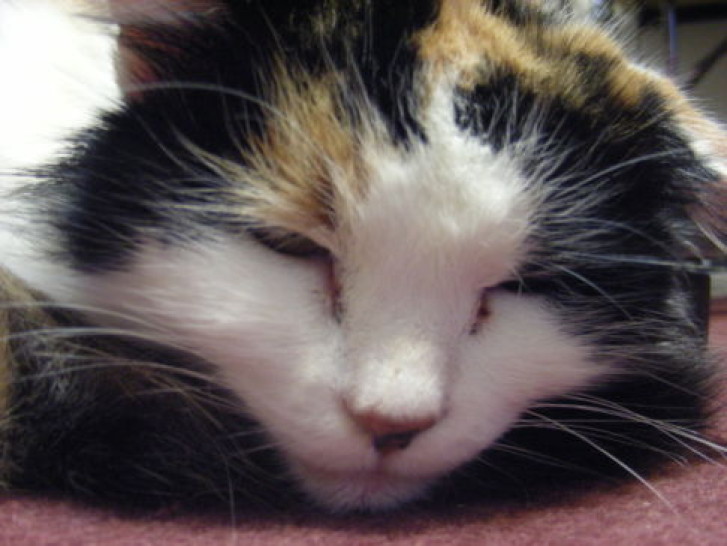 Picture of a cat / kitten / feline