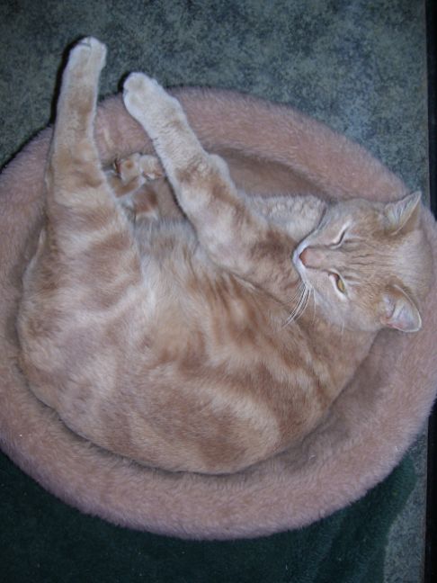 Picture of a cat / kitten / feline