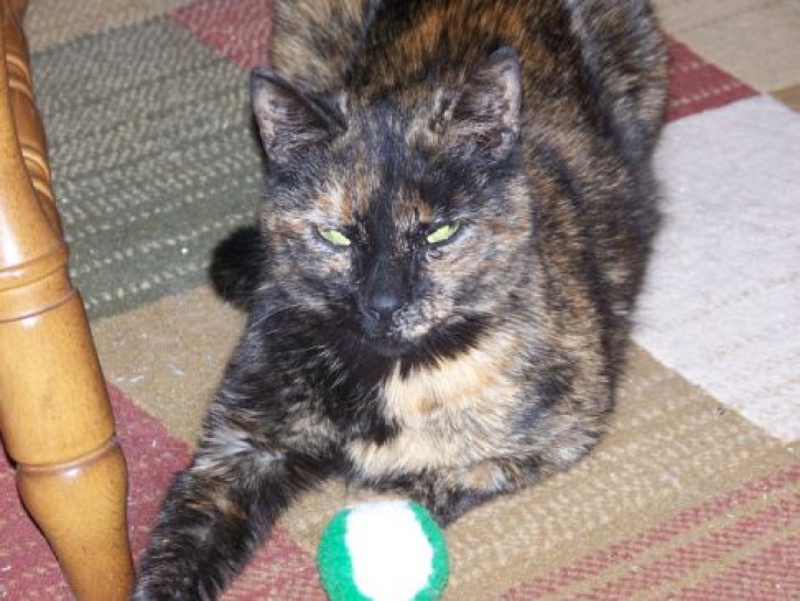 Picture of a cat / kitten / feline