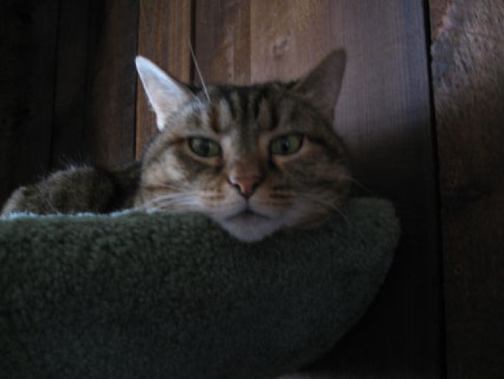 Picture of a cat / kitten / feline