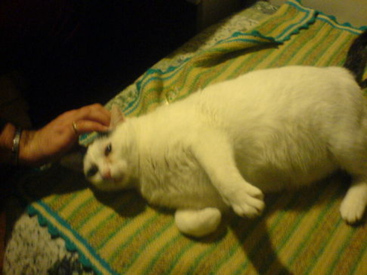 Picture of a cat / kitten / feline