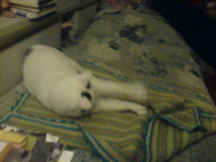 Picture of a cat / kitten / feline